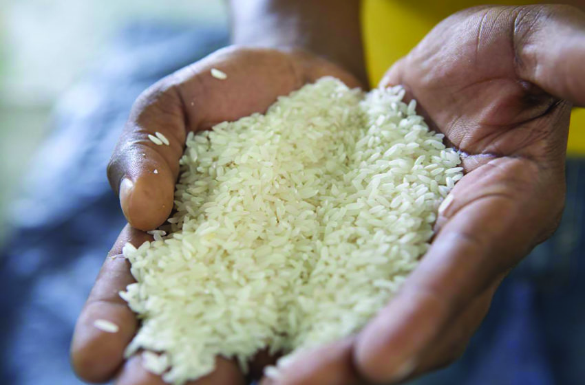  Autosuffisance en riz : L’enseignant-chercheur Meissa Babou trace une « voie royale »