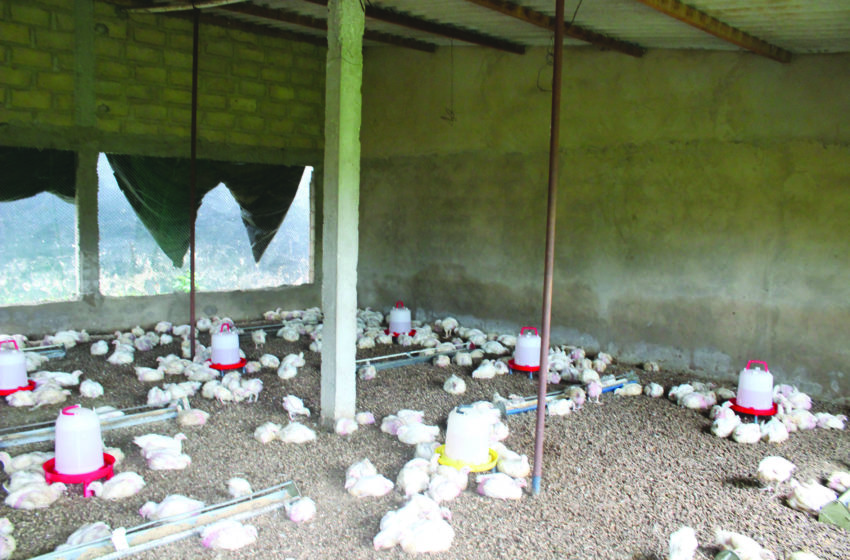  Développement de la filière avicole : Les grosses attentes des petits aviculteurs de Malika 