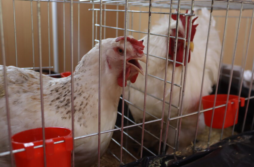  6ème édition du Week-end du poulet : La vitrine des acteurs de la filière avicole